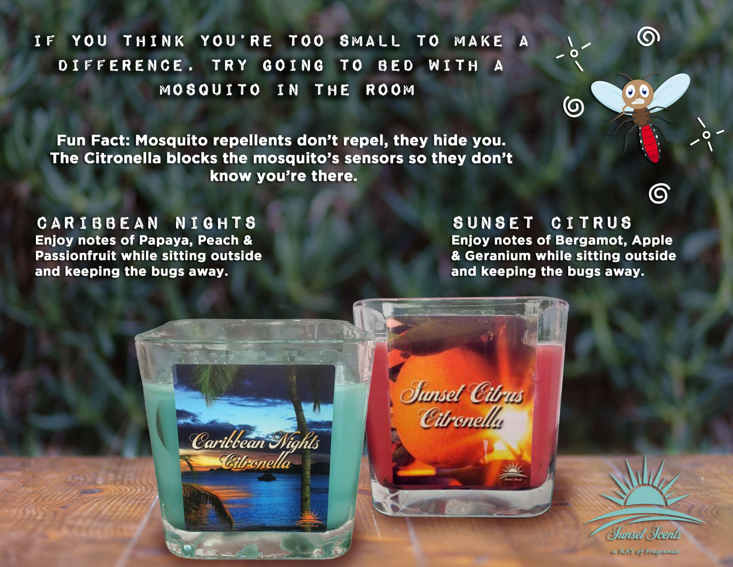 Sunset Citrus Scented Citronella Candle, Limited Edition