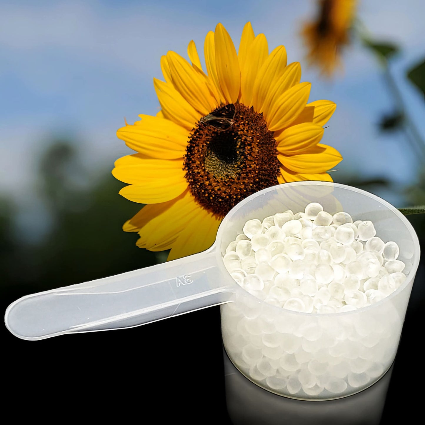 Sunflower Scent Bursts